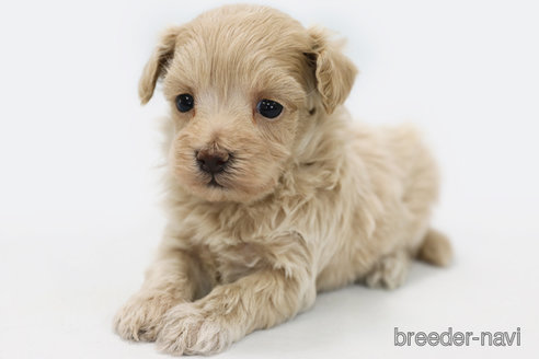 成約済の神奈川県のマルプー:マルチーズ×トイプードル-313785の3枚目